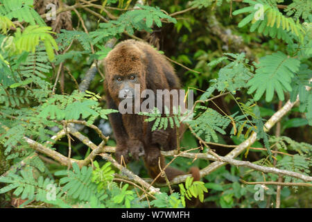 Brown norte mono aullador (Alouatta guariba guariba), las tierras bajas de la selva tropical del Atlántico Sur de Bahia, en el sur del estado de Bahia, en la región oriental de Brasil. Especies en peligro de extinción. Foto de stock