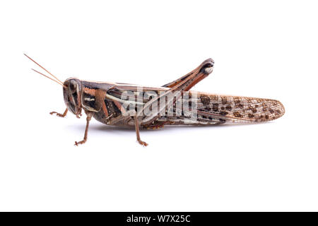 American Bird Grasshopper (Schistocerca americana) Bastrop County, Texas, EE.UU.. Foto de stock