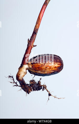 Plántulas de roble (Quercus robur), raíces y semillas de caso a partir de la cual ha crecido Foto de stock
