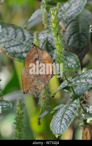 Indian leafwing butterfly (Kallima paralekta). Cautivos. Ocurre en Indonesia. Foto de stock