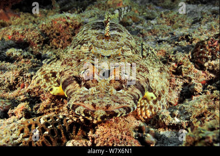 Close-up de un común crocodilefish / alfombra (flathead Papilloculiceps longiceps) camuflado en el lecho marino, Costa de Dhofar y islas Hallaniyat, Omán. Mar Arábigo.