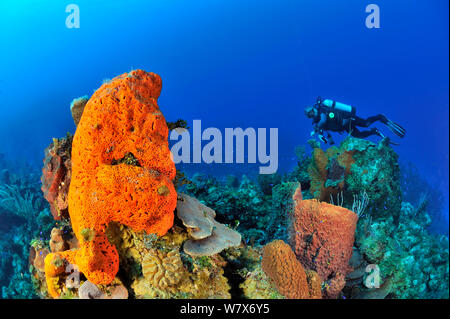 Diver sobre arrecifes de coral con una gigante esponja Barril (Xestospongia muta), esponja Oreja de Elefante (Agelas clathrodes) y corales, Isla San Salvador / Colombus Island, Bahamas. Caribe. De junio de 2013. Foto de stock