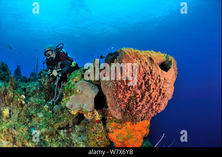 En buzo con gigantes arrecifes de coral esponja Barril (Xestospongia muta), esponja Oreja de Elefante (Agelas clathrodes) y coral, Isla San Salvador / Colombus Island, Bahamas. Caribe. De junio de 2013. Foto de stock