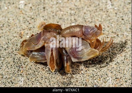 Percebe azul / boya percebe (Dosima fascicularis) lavados en la playa, la bahía de Somme, Francia, Mayo.