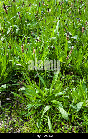 Llantén menor (Plantago lanceolata) en flor, Bélgica en abril.