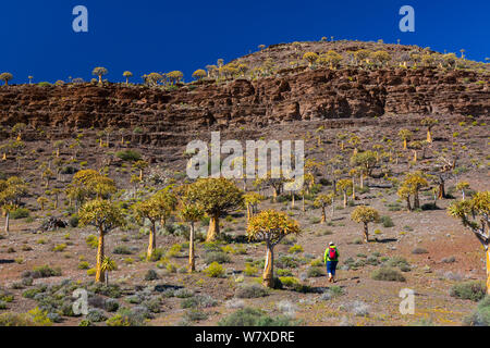 Temblar los árboles (Aloe dichotoma) Kocurboom Bosque, Nieuwoudtville, Namaqualand, en el norte de la provincia del Cabo, Sudáfrica, en septiembre de 2012. Foto de stock