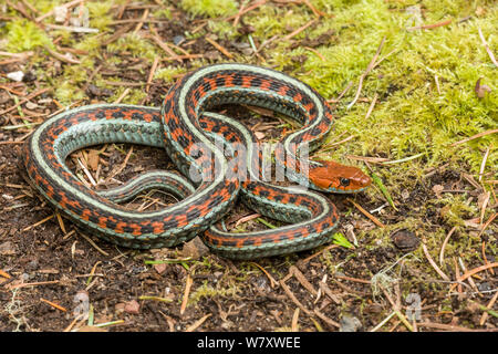 Cara roja Garter Snake (Thamnophis sirtalis infernalis) Point Reyes, California, Estados Unidos, Abril.