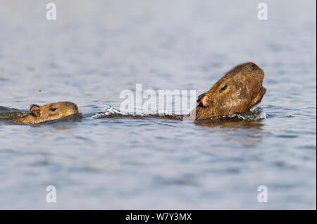 Capybara and paraguay fotografías e imágenes de alta resolución - Alamy