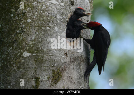 El pito negro (Dryocopus martius) alimentando pichones nido en el agujero en el árbol , Vosges, Francia, Junio. Foto de stock