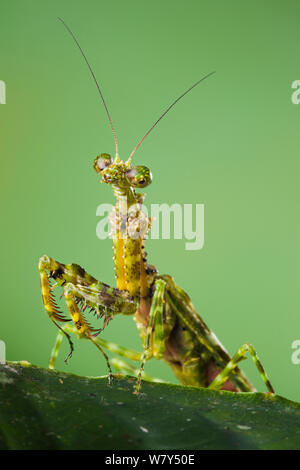 Mantis (Mantodea) con marcas como musgo que proporcionan el camuflaje. El valle Danum, Sabah, Borneo. Foto de stock