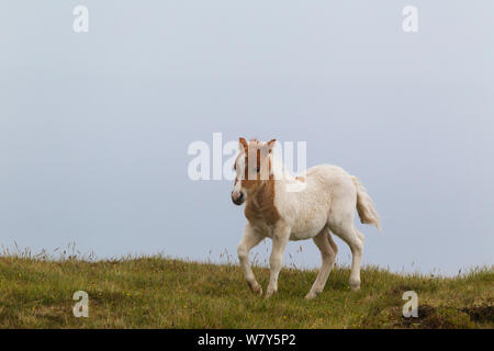 Shetland Pony (Equus ferus caballus) potro corriendo alegremente. Foula, Shetland Islands, Reino Unido. De junio. Foto de stock