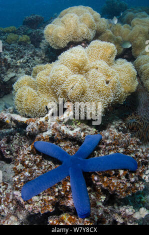 Estrella de mar azul (Linckia laevigata) sobre los arrecifes de coral, Fiji, Pacífico Sur. Foto de stock