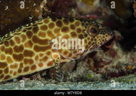 Panal De Meros Epinephelus Merra Rainbow Reef Fiji Pacifico Sur Fotografia De Stock Alamy