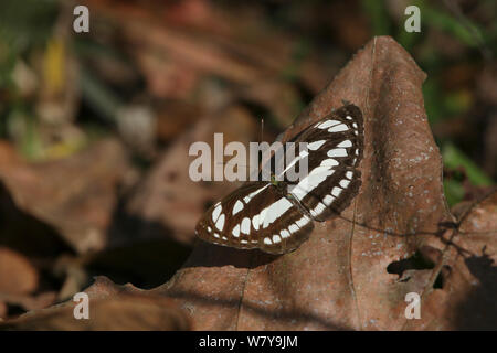 Marinero común butterfly (Neptis hilas) Enero, India Foto de stock