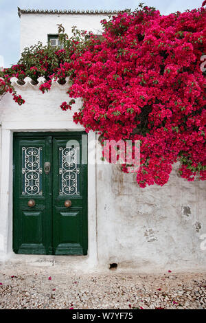 Rojo Buganvilla Flores que crecen en espaldera arqueada Grecia Paxos  Fotografía de stock - Alamy