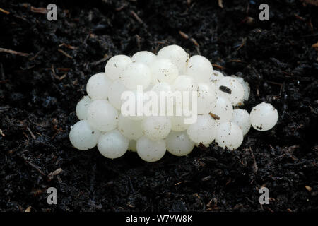 Los huevos de caracol de jardín (Helix aspersa) en el suelo, en el suroeste de Londres. Reino Unido, Agosto. Foto de stock