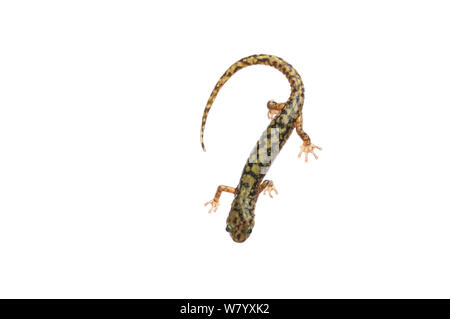 Verde (salamandra Aneides aeneus) Tishomingo State Park, Mississippi, Estados Unidos, Abril. Proyecto Meetyourneighbors.net Foto de stock
