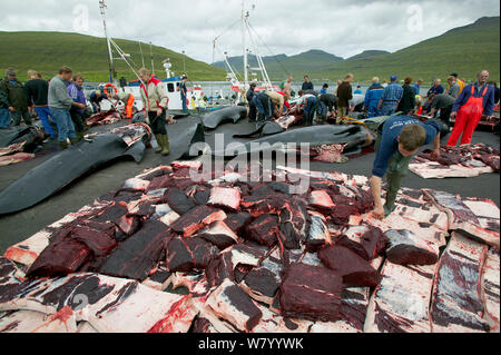 Los residentes de las Islas Faroe carnear 150 ballenas piloto de aleta larga (Globicephala melas) después de la caza tradicional. Los residentes podrán compartir la carne entre ellos mismos. Las Islas Faroe, agosto de 2003. Foto de stock