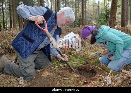 Roger trucha y Jia Ming Lim excavando la madriguera de hibernación de comestible / lirón gris (GLIS GLIS) en el bosque donde esta especie europea ha llegado a naturalizarse, Buckinghamshire, Reino Unido, abril, modelo liberado. Foto de stock