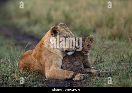 León (Panthera leo) descansando con cub entre 3-6 meses que está sucio de jugar en el agua fangosa, la Reserva Nacional de Masai Mara, Kenya, Septiembre