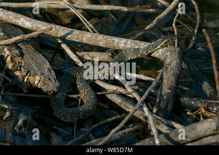 Bandas de serpientes de agua (Nerodia fasciata), Florida, EE.UU., febrero.