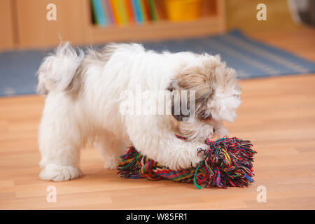 Juguetes para best sale shih tzu