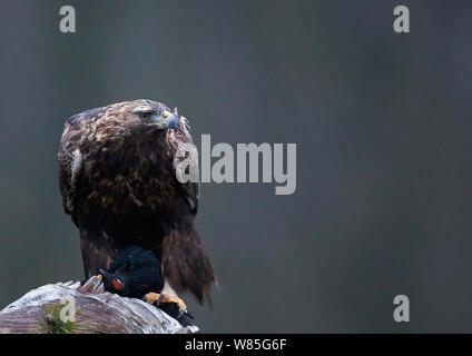 Águila Real (Aquila chrysaetos) adulto alimentándose en negro urogallo (Tetrao tetrix), Noruega, Noviembre Foto de stock