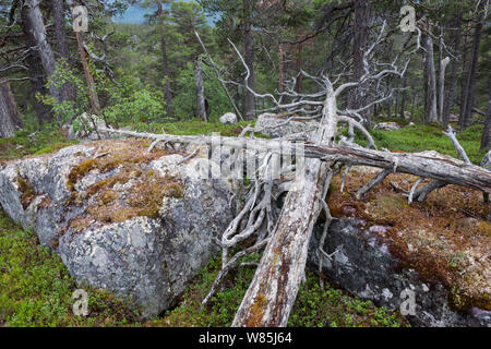 Los escoceses caídos pinos (Pinus sylvestris) con el hongo en anillos concéntricos (Arctoparmelia centrifuga) la Laponia sueca, Suecia. De julio de 2013. Foto de stock
