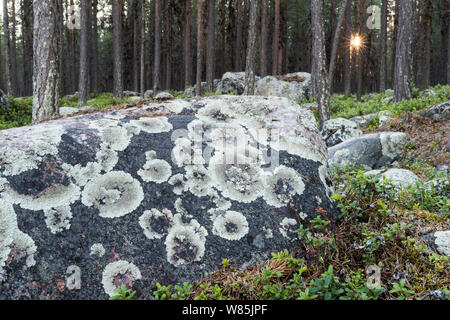 Pino silvestre (Pinus sylvestris) bosque de rocas cubiertas por líquenes Arctoparmelia arctoparmelia (centrifuga), Laponia, Suecia, en junio. Foto de stock