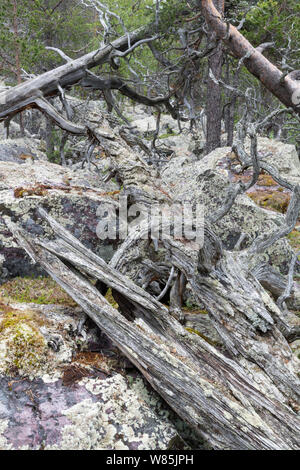 Pino silvestre (Pinus sylvestris) de bosque, con rocas cubiertas por líquenes Arctoparmelia arctoparmelia (centrifuga), Stora Sjofallet National Park, Laponia, Laponia, Suecia, Julio. Foto de stock
