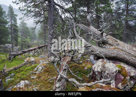 Pino silvestre (Pinus sylvestris) bosque de niebla, con rocas cubiertas por líquenes Arctoparmelia arctoparmelia (centrifuga), Stora Sjofallet National Park, Laponia, Laponia, Suecia, Julio. Foto de stock
