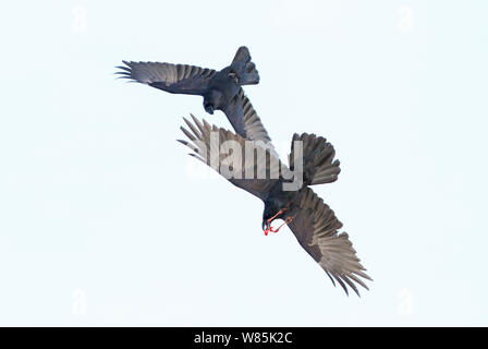 El cuervo común (Corvus corax) dos en vuelo, con restos de aves marinas (piernas). Ave Hornøya acantilado, Noruega. Foto de stock