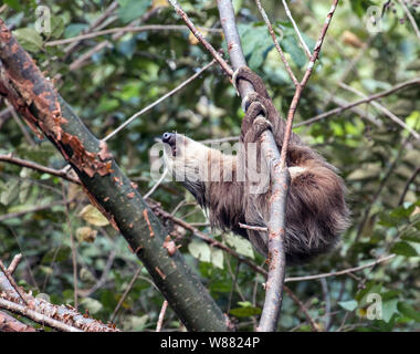 Primer plano de Hoffman dos dedos cada Sloth Choloepus hoffmanni) colgando de una rama en el Metropolitan Park, en la Ciudad de Panamá.encontrados en América Central y América del Sur. Foto de stock