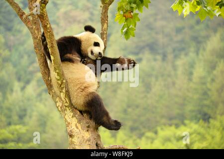 Un panda gigante duerme en un árbol en Gengda base de investigación de pandas gigantes en el centro de la ciudad Gengda, cerca del condado de Wenchuan, en el suroeste de la provincia de Sichuan (China), 26 A Foto de stock