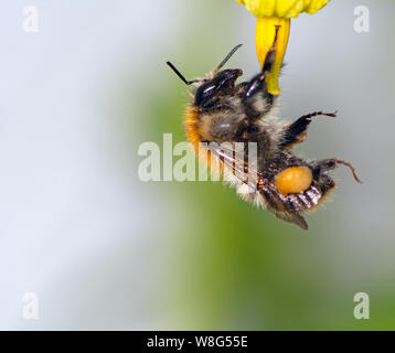 Macro de un abejorro (Bombus pascuorum) en una flor de azahar Foto de stock