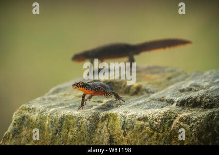 Tritón alpino, Ichthyosaura alpestris, cría en una piscina, en la montaña osogovo montañas.