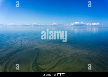 Marrón y verde de plancton en el Mar Báltico Foto de stock