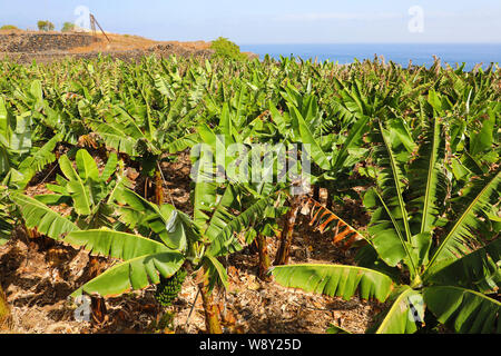 Plantación de plátanos en Tenerife, Islas Canarias Foto de stock