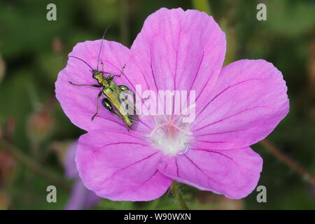 Patas gruesas Beetle - Flor de geranio flor Oedemera nobilis Essex, Reino Unido EN001119