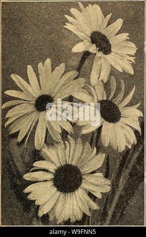 Imagen de archivo de la página 58 de Currie's Farm y Jardín anual. Currie's Farm y Jardín : primavera anual 1927 52ª año curriesfarmgarde19curr 10 Año: 1927 ( lista de elección semillas de flores para 1927. 53 Los crisantemos esta magnífica clase de anuarios de floración verano debería ser en cada jardín de flores. Los únicos son especialmente guapo, muchas de ellas produciendo flores tricolor de gran brillantez en el color- ing. La perenne doble tipo debe ser sembrada temprano en la primavera para tener flores en el mismo otoño. Única anual. Los crisantemos. Las Margaritas, pintadas o Margruerites. Pkt. Burridg-eanum carmesí,