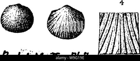 Imagen de archivo de la página 91 de un diccionario de los fósiles.