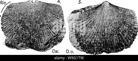 Imagen de archivo de la página 94 de un diccionario de los fósiles.
