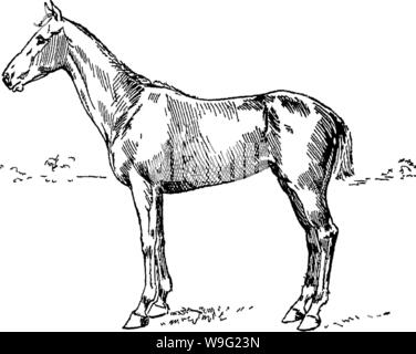 Imagen de archivo de la página 94 de puntos del caballo;