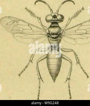 Imagen de archivo de la página 94 de Hymenoptera Haütfluger (1862)