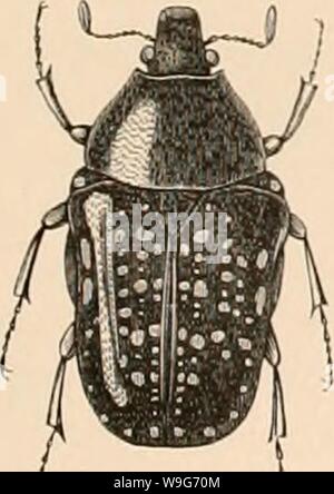 Imagen de archivo de la página 126 de la Encyclopédie d'histoire naturelle; ou, traité Foto de stock