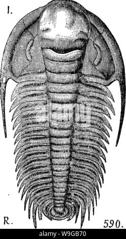 Imagen de archivo de la página 168 de un diccionario de los fósiles.