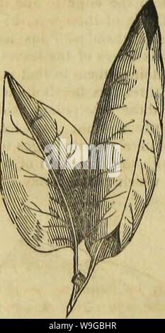 Imagen de archivo de la página 171 del insecto de arquitectura (1846)