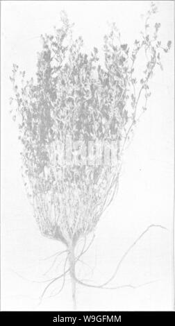 Imagen de archivo de la página 213 del libro de alfalfa; historia,