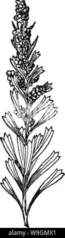 Imagen de archivo de la página 292 del libro de silvicultura (1920)