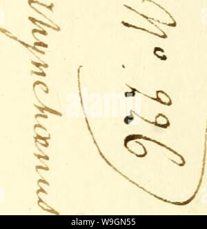 Imagen de archivo de la página 296 de [Curculionidae] (1800) Foto de stock